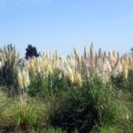 AMAL integra projeto europeu de combate à Cortaderia