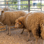 Feira do Borrego e da Pastorícia voltou a celebrar tradições e sabores em Alcoutim