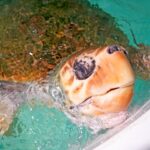 Duas tartarugas marinhas voaram na TAP entre Dublin e Lisboa para serem reabilitadas no Algarve no Zoomarine