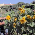 Ecotopia Activa disponibiliza online documentários sobre hortas e Dieta Mediterrânica