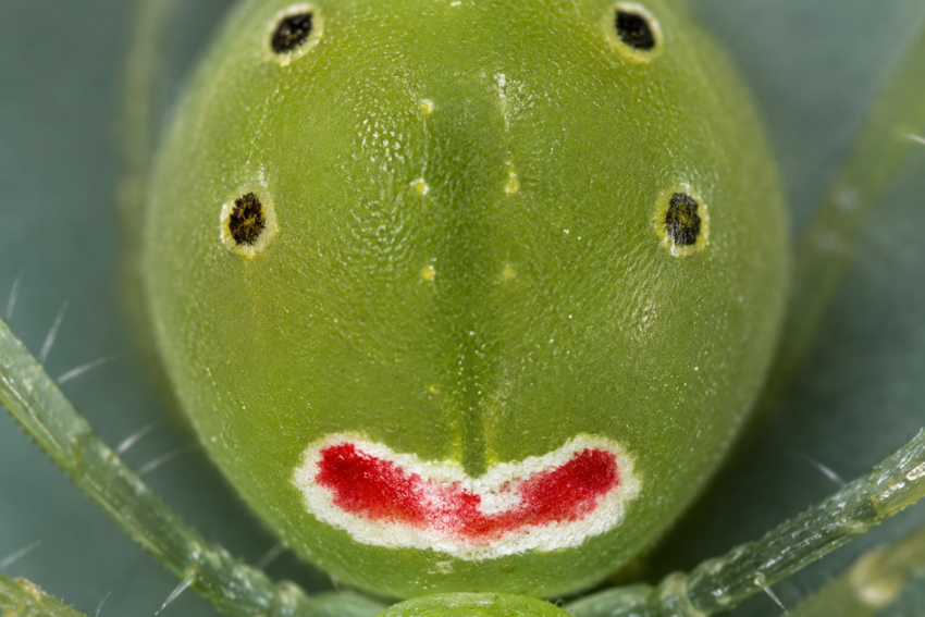 Theridion himalayana. Crédito: Foto AI