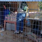 GNR apreende mais de 800 litros de aguardente de medronho ilegal em Loulé