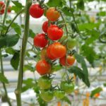 Plantou tomates em casa? Este erro comum na rega deixa os frutos sem sabor