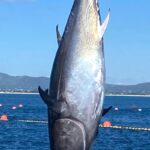 Atum-rabilho com mais de 100 quiloscapturado em Tavira abre nova campanha piscatória