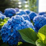 Tem hortênsias em casa? Faça isto em maio para garantir flores “espetaculares” no verão