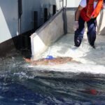 Estudo com participação do Zoomarine revela novos dados sobre tartarugas