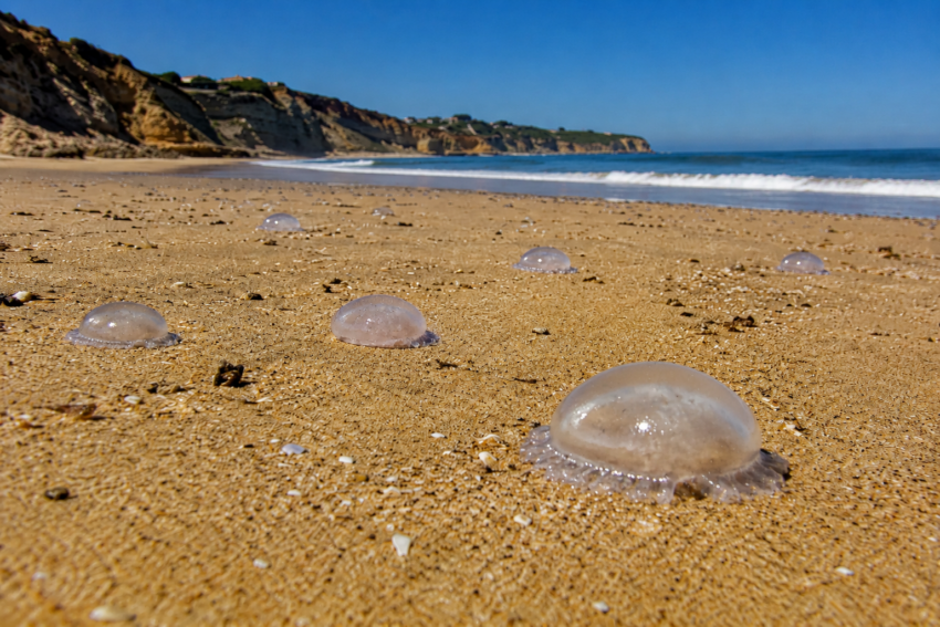 Alforrecas na praia. Crédito: Foto AI
