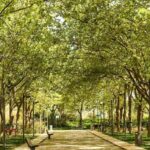 Loulé leva ao New European Bauhaus sobre o valor das árvores urbanas
