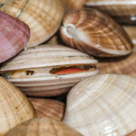 Há novas regras em vigor para a apanha de bivalves: este documento terá de ser preenchido e entregue em papel