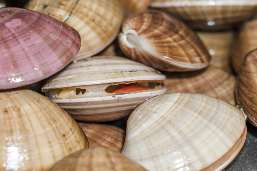 Bivalves.