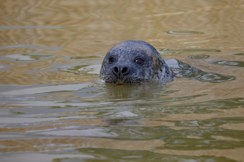 Foca-comum.