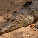 Criança de 3 anos gravemente ferida após ser atirada aos crocodilos em Inglaterra: suspeito foi detido