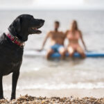 Pode levar o cão à praia no Algarve? As regras que muitos donos ainda desconhecem