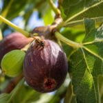 Quem come este fruto tradicional do Algarve está a comer vespas sem saber? A ciência explica