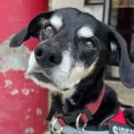 “Trouxe imensa alegria”: morreu o cão dos Bombeiros de Carcavelos que se chamava Siresp e era a “mascote do quartel”