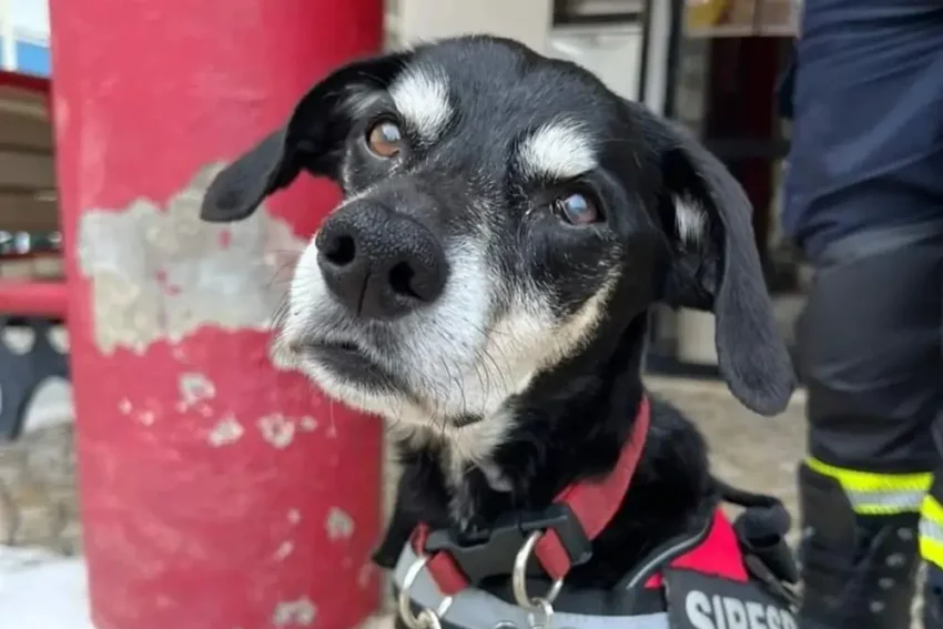 Siresp, o cão dos Bombeiros de Carcavelos e São Domingos de Rana.