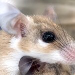 Investigadores da UAlg estudam ratinho espinhoso africano resistente a tumores