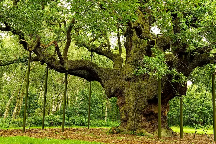 Major Oak. Crédito: DR