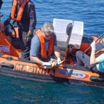 Seis tartarugas regressam ao mar após reabilitação no Porto d’Abrigo do Zoomarine