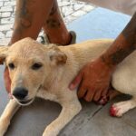 “Patas completamente feridas e em sangue”: criança tenta alegadamente afogar cão bebé num lago e é alvo de queixa-crime [vídeo]