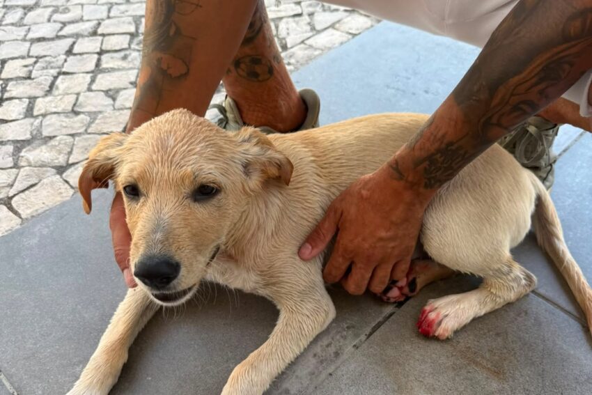 Cão resgatado pela Associação dos Animais de Lisboa.