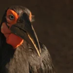 Zoo de Lagos celebra primeira cria de calau-terrestre em Portugal após 17 anos de trabalho contínuo com o mesmo casal reprodutor