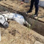GNR resgata equídeo que caiu numa vala em Albufeira