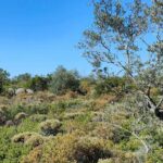 Loulé lança guia pioneiro para atrair investimento em capital natural