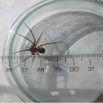 Alerta nacional? Nova aranha venenosa foi descoberta em Portugal e duas foram encontradas nesta cidade