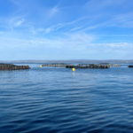 Robalo e dourada testam no Algarve novas dietas para uma aquacultura mais sustentável