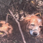 Cão encontrado enterrado vivo: GNR abriu investigação e divulga imagens do resgate