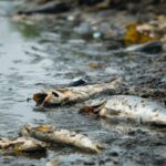 Mau cheiro no Trilho do Ludo entre Faro e Almancil associado à presença de milhares de peixes mortos na Ria Formosa