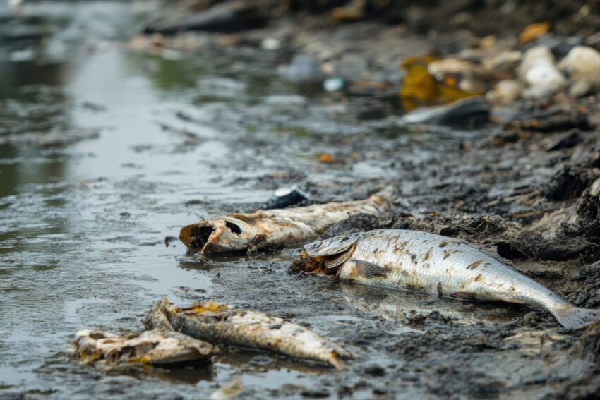 Peixes mortos.