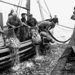 Exposição ao ar livre percorre a história da pesca em Portimão