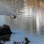 Autoridades procuram rapaz desaparecido no rio Guadiana em Mértola