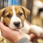 Cães e gatos resgatados procuram uma nova família no Tavira Plaza