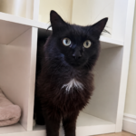 Gato português de Braga regressa a casa três anos depois de se perder na Bélgica