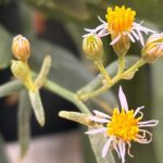 UAlg participa em projeto que quer levar novas plantas halófitas à alimentação