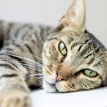 Loulé avança com programa para esterilizar mais de 500 gatos de rua