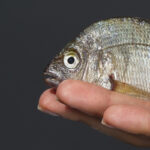 Este peixe quase desconhecido chegou ao Continente, Pingo Doce e Auchan e já está a conquistar os portugueses