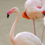 Fica no Algarve um dos melhores locais de Portugal para observar flamingos: a partir desta estação de comboios pode vê-los todo o ano