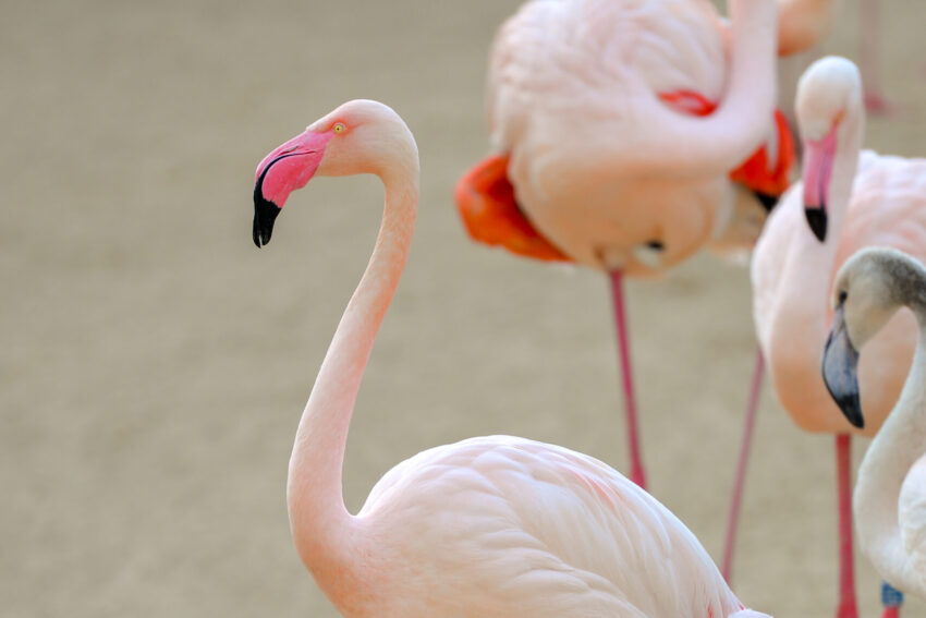 Flamingos.