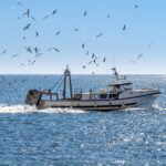 Olhãopesca propõe parar pesca com ganchorra no Algarve entre setembro e outubro