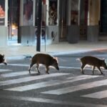 Nesta cidade portuguesa há javalis a circular nas estradas à procura de comida e os moradores estão preocupados