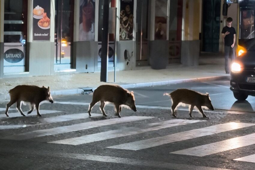 Javalis nas ruas de Setúbal.