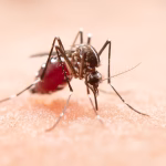 Mosquito transmissor de dengue já chegou a Portugal e foi detetado nesta região: saiba onde se reproduz facilmente