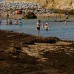 Governo aprova plano para conter alga invasora presente no Algarve