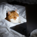 Tem gatos? Tutora revela por que é que estes dormem na cama dos donos e o motivo é “adorável”