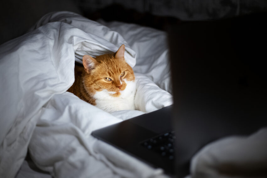 Gato na cama. Crédito: Magnific