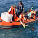 Marinha e Zoomarine devolvem duas tartarugas marinhas ao oceano